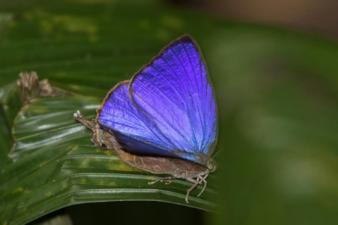 Bright Oak-blue (Arhopala madytus)